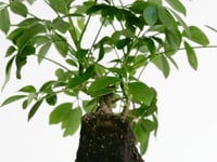 Schefflera