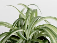 Curly Spider Plant
