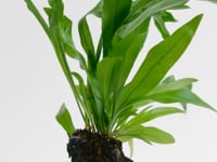 Fern on lava