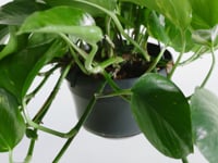 Devil's ivy