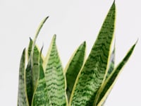 Snake Plant