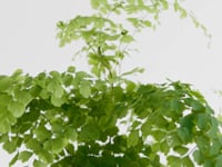 Maidenhair fern