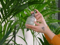 Kentia Palm