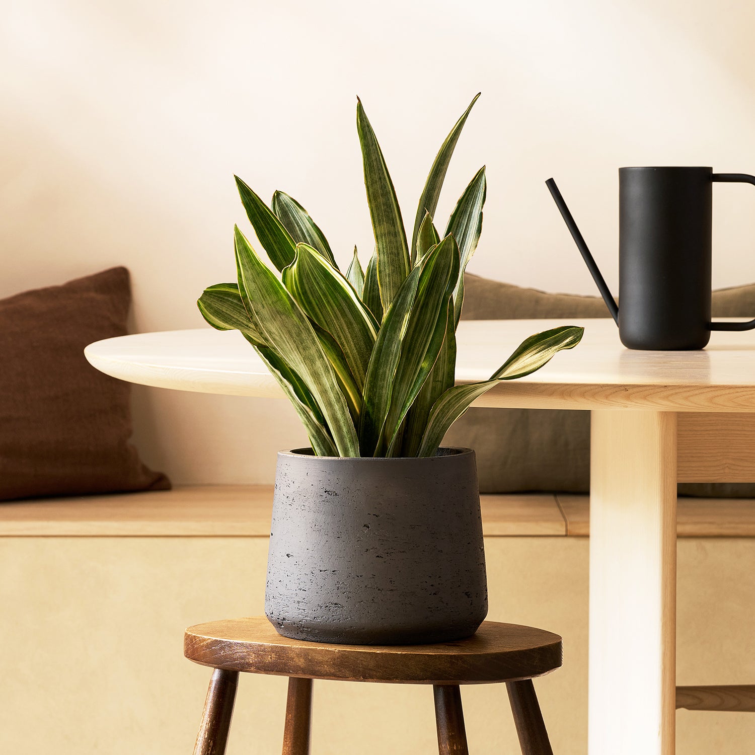 Sansevieria Aubrytiana 'Marlowe' | Patch Plants