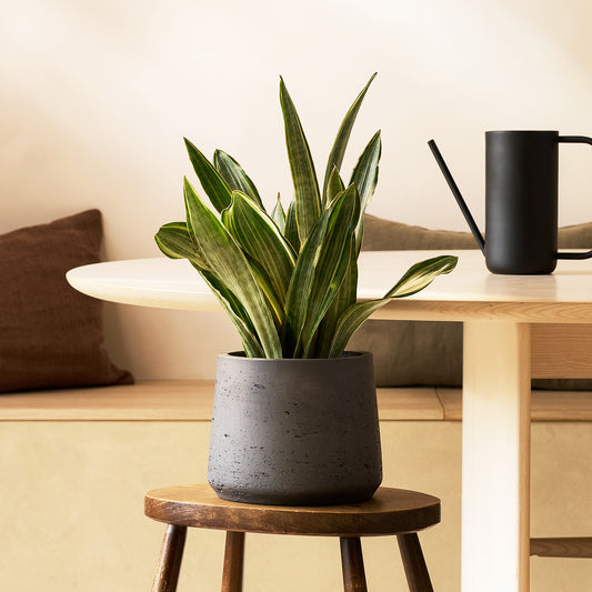 Sansevieria Aubrytiana 'Marlowe' | Patch Plants