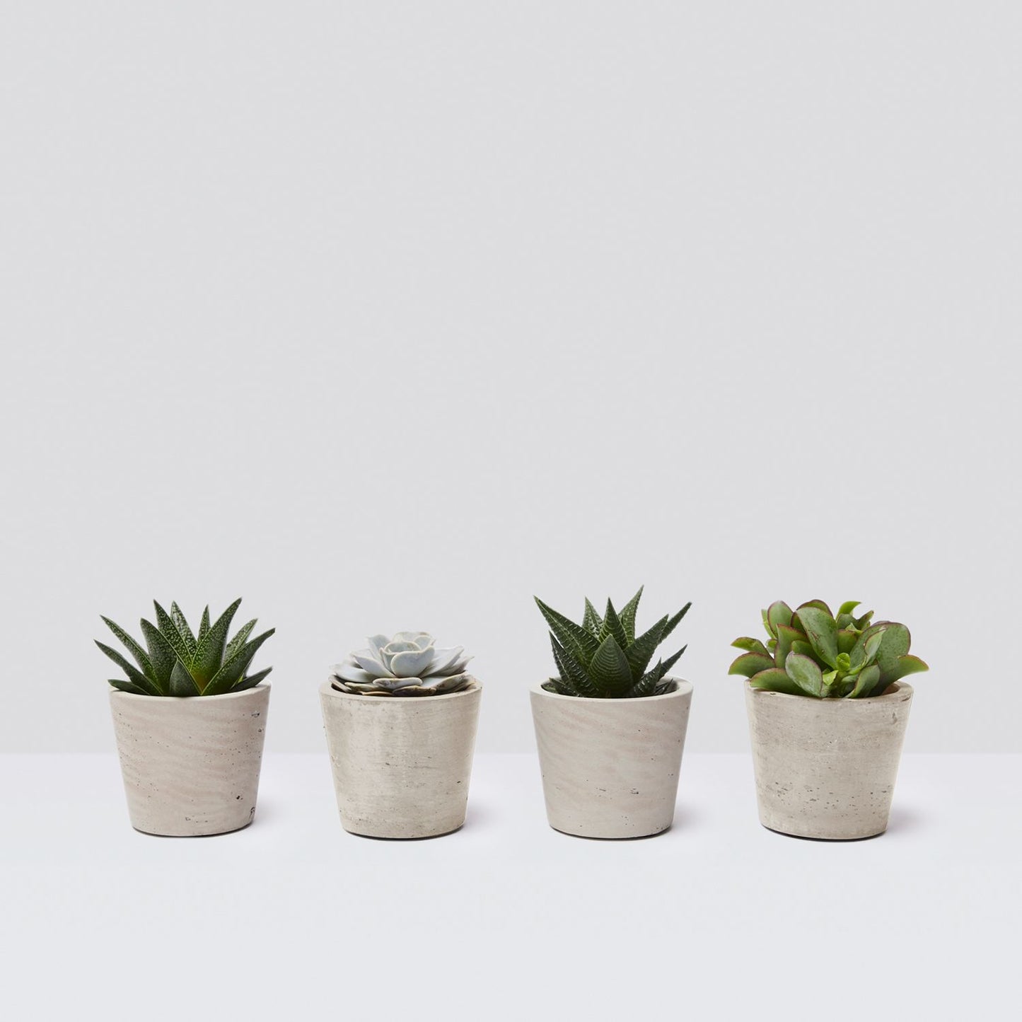 Mini succulent set