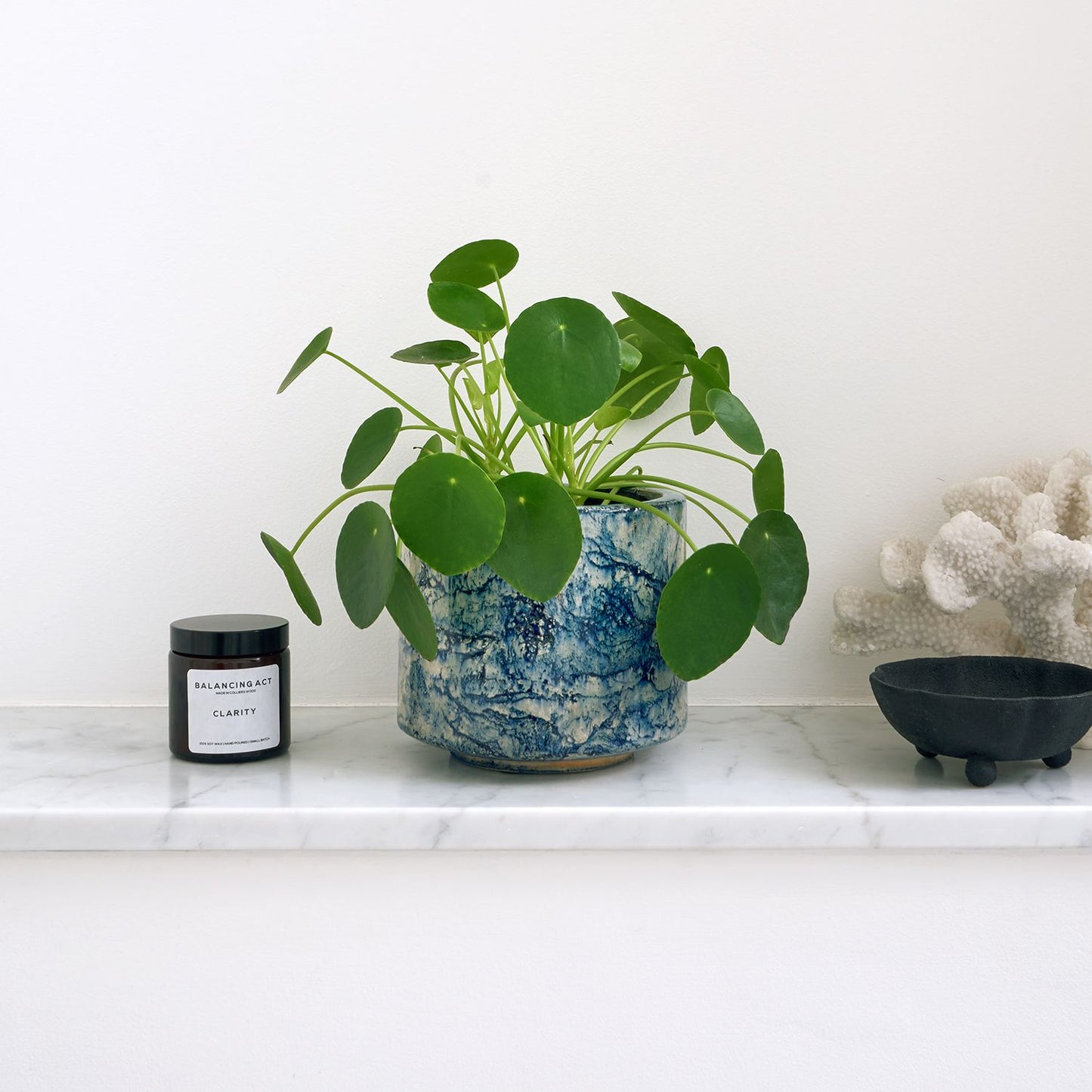 Chinese Money Plant