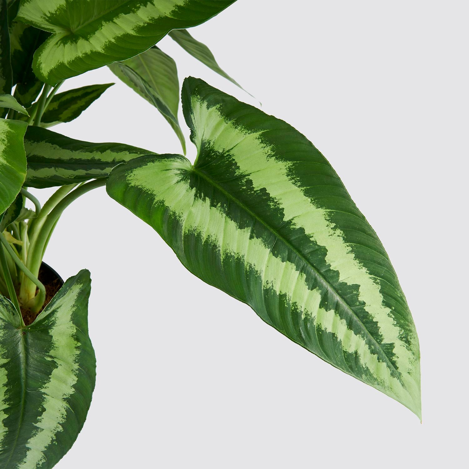 Drop tongue plant