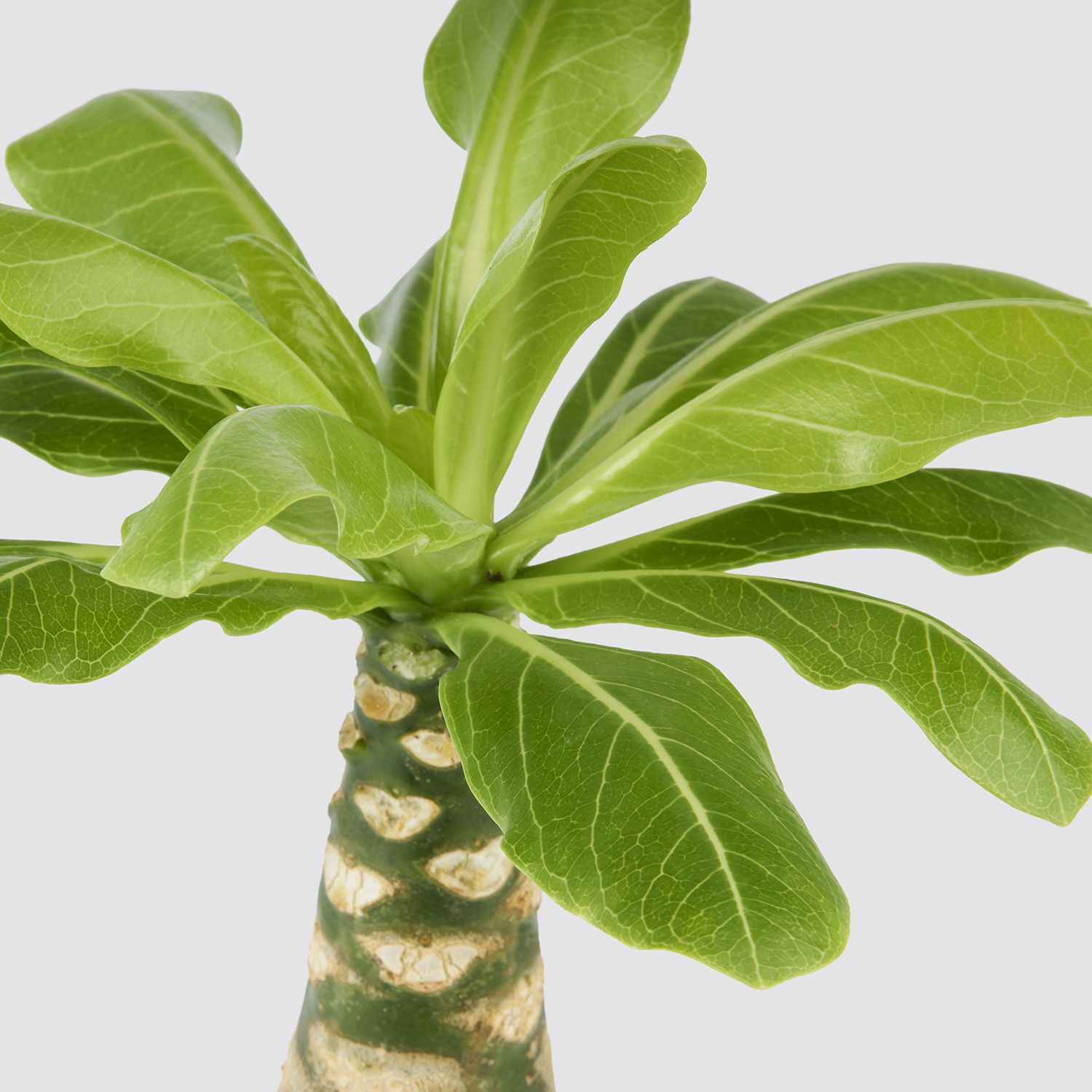 Brighamia insignis 'Hawaii Palm'