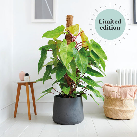 Philodendron painted lady