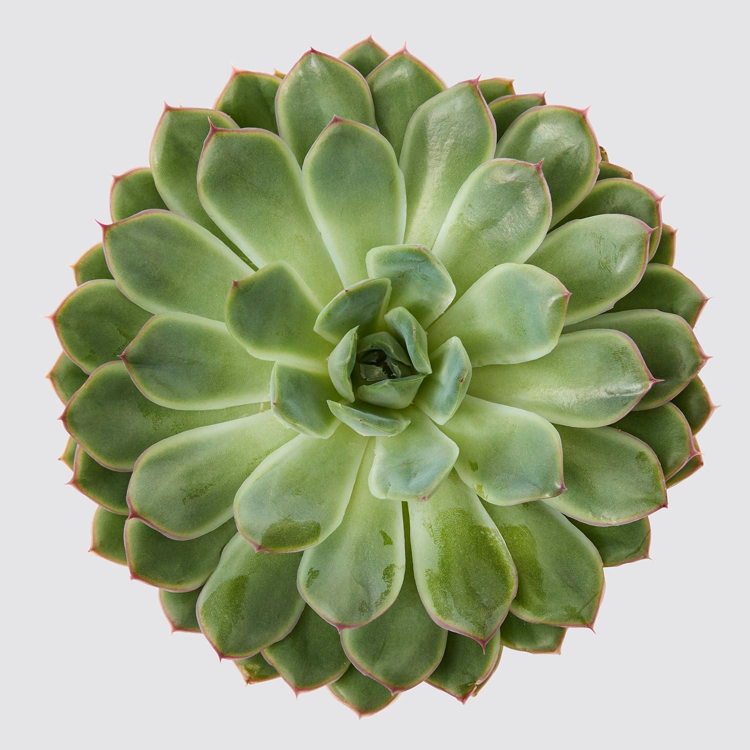Echeveria pulidonis 'sky pearl'