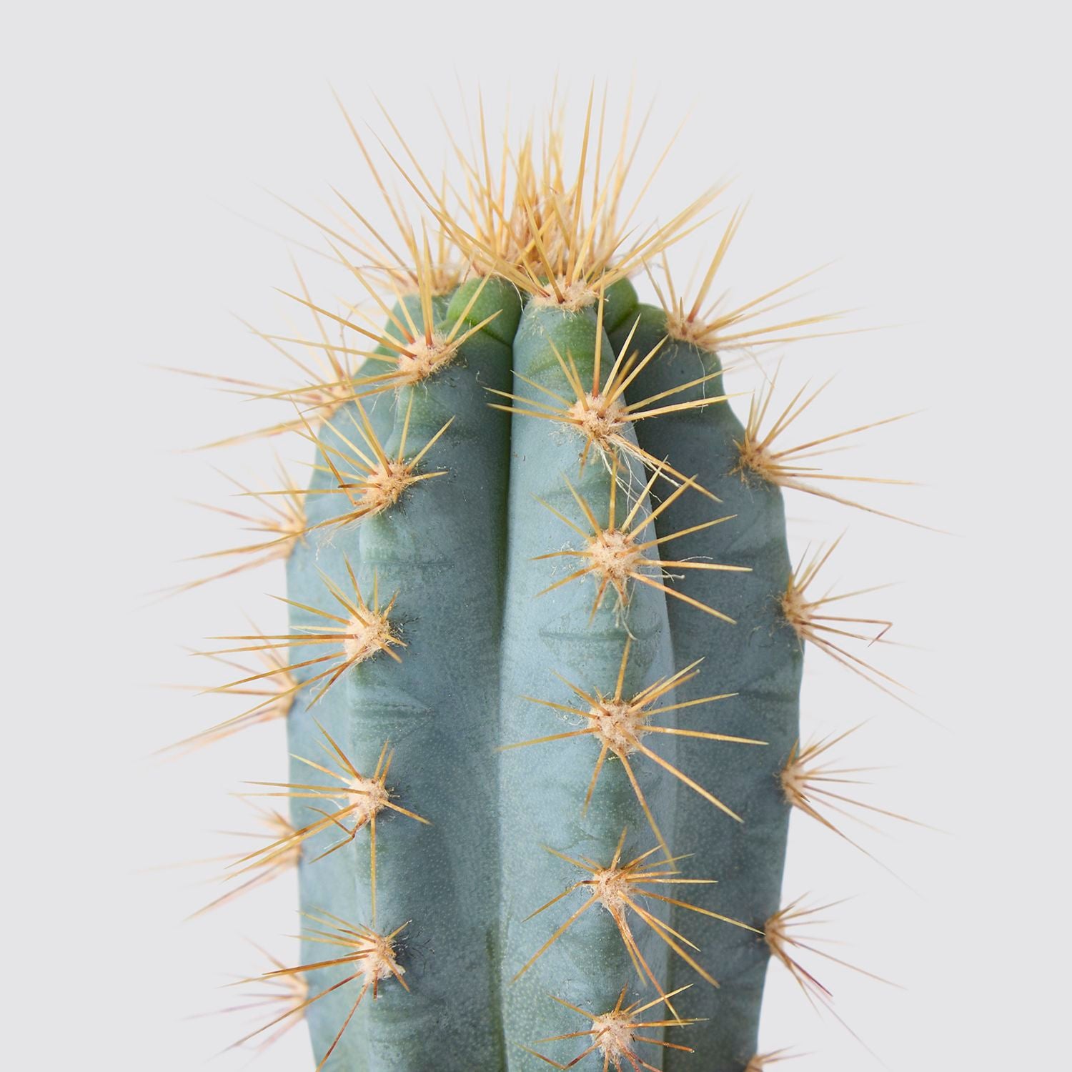 Pilosocereus azureus