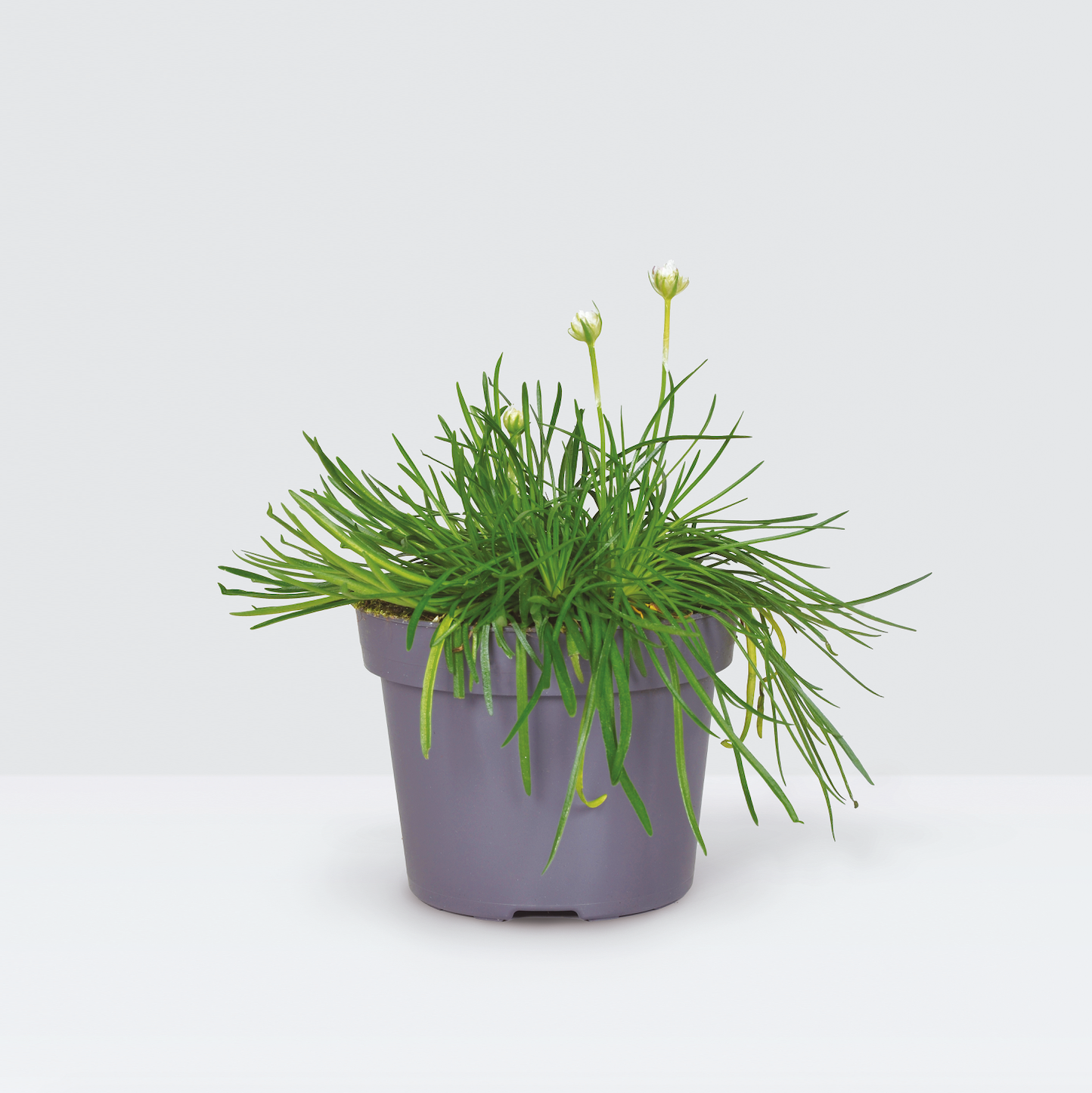 Armeria Maritima - Pink