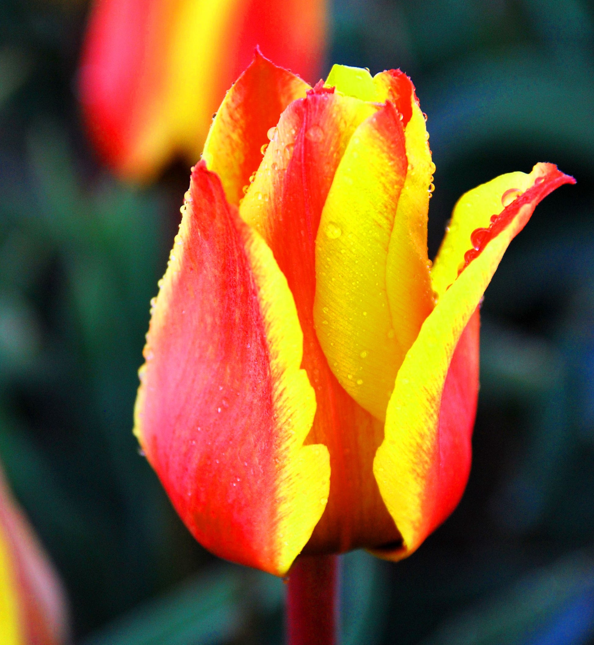 Perfect for Pots spring bulbs