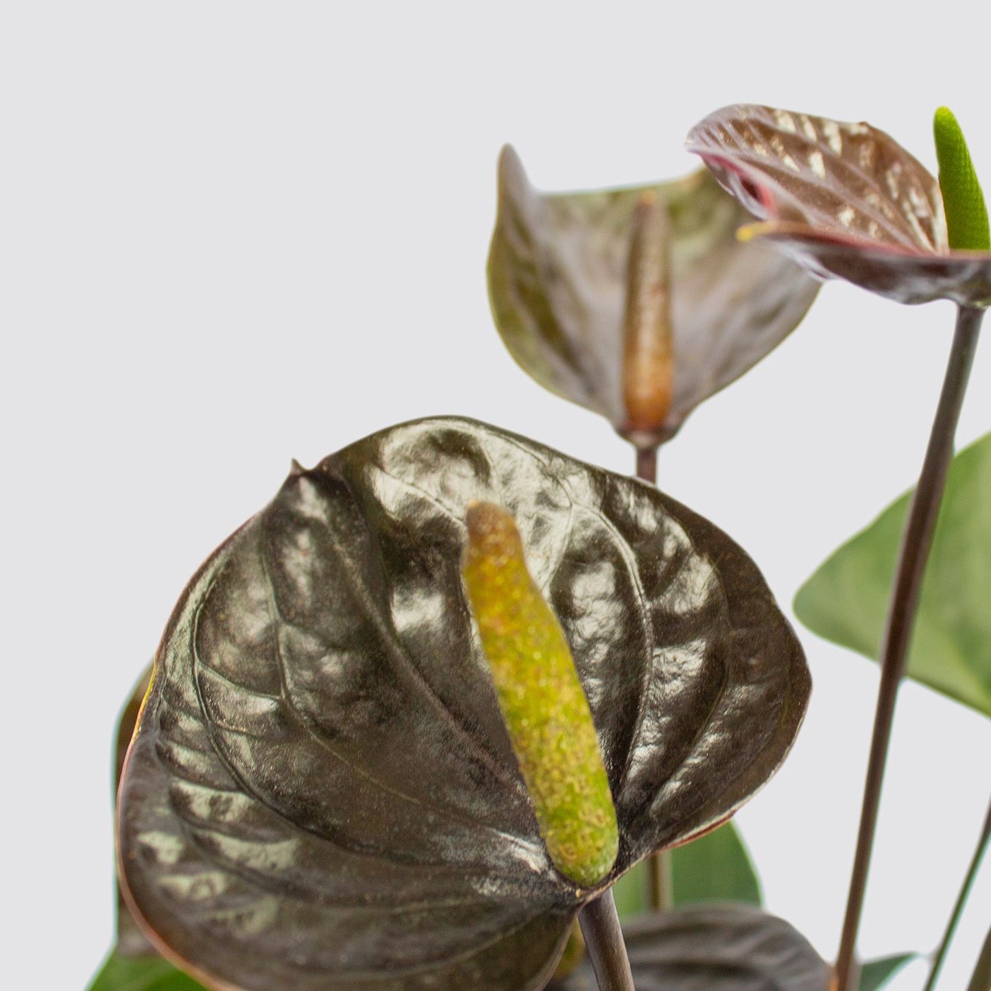 Anthurium - Black