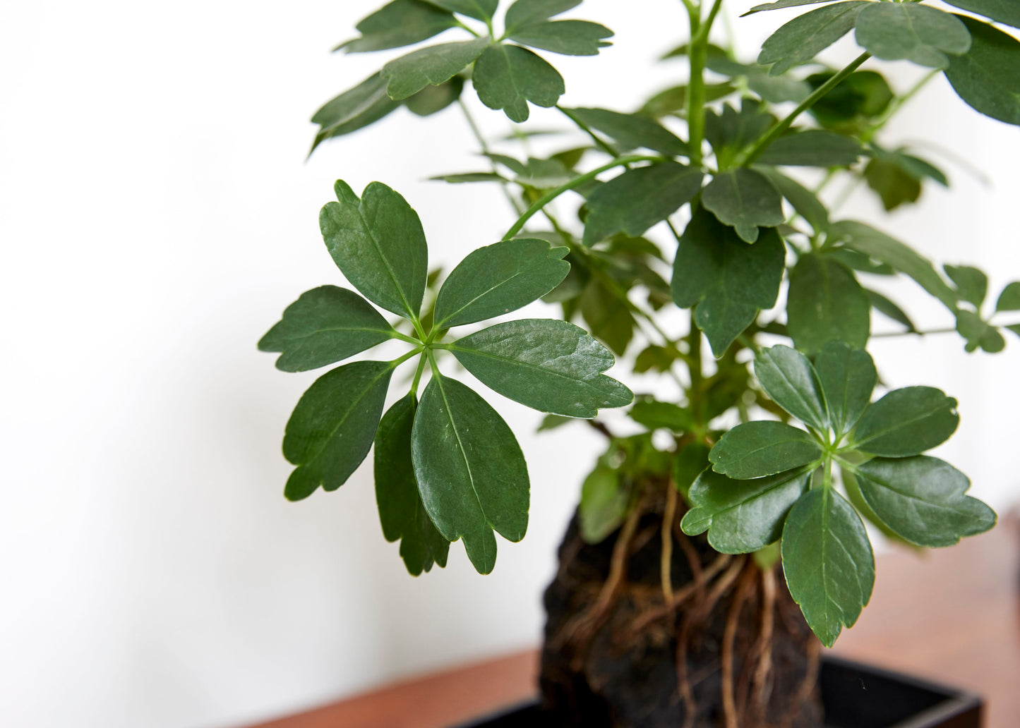 Schefflera