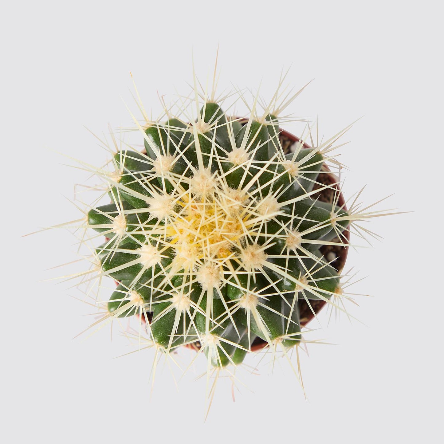 Echinocactus grusonii