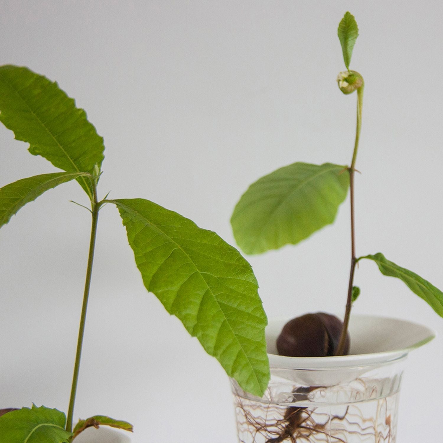 Propagation plate