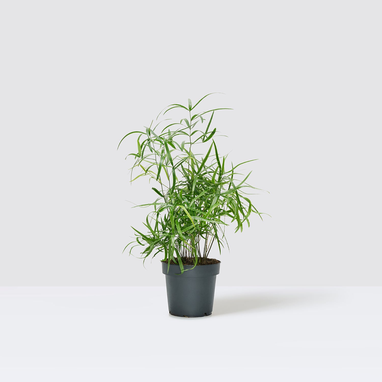 Asparagus falcatus | Patch Plants