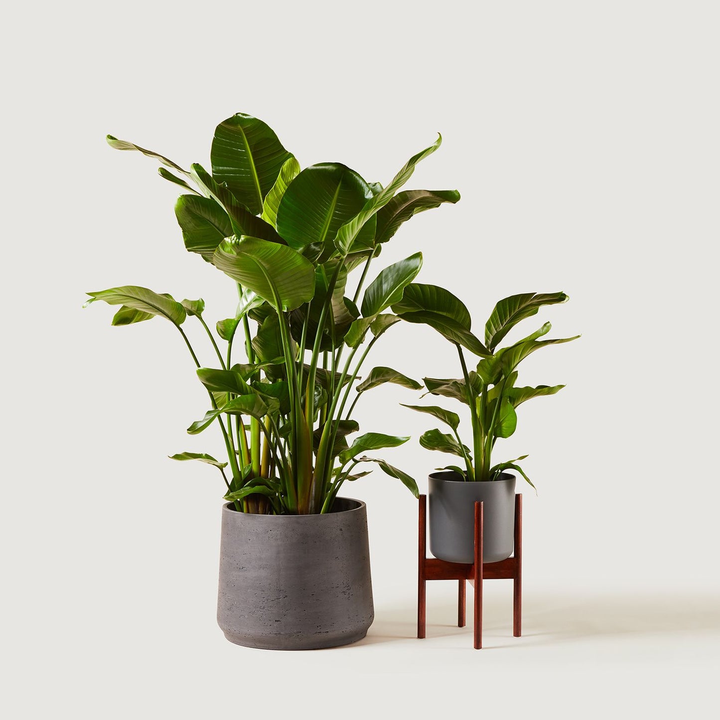 Strelitzia Nicolai