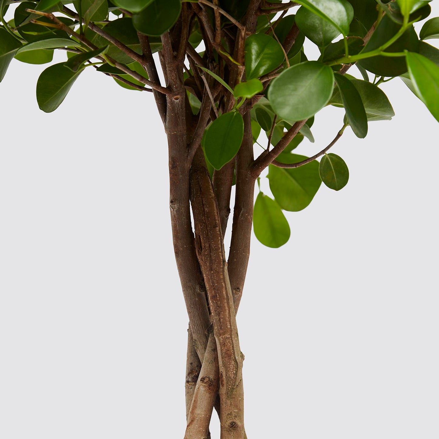Ficus microcarpa moclame