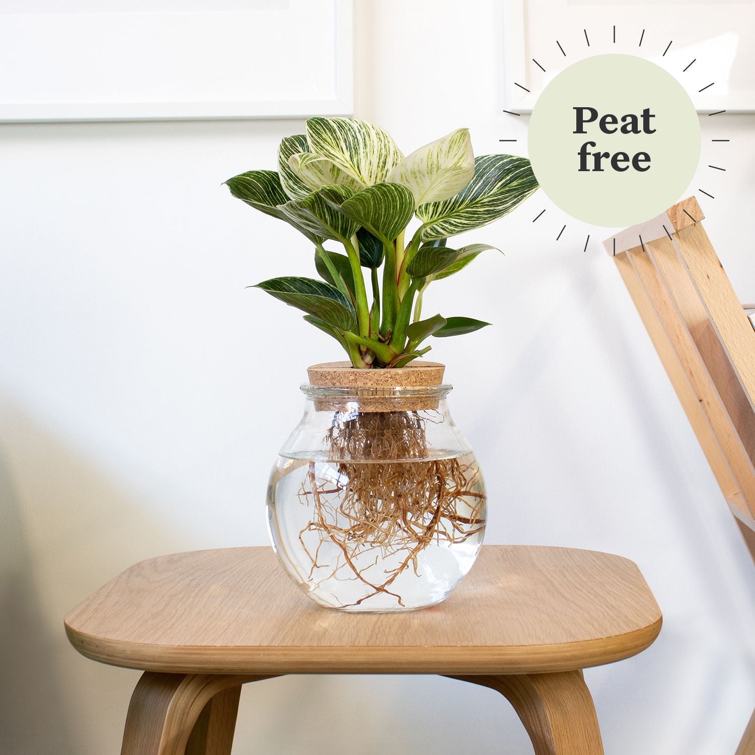 Hydroponic philodendron white wave