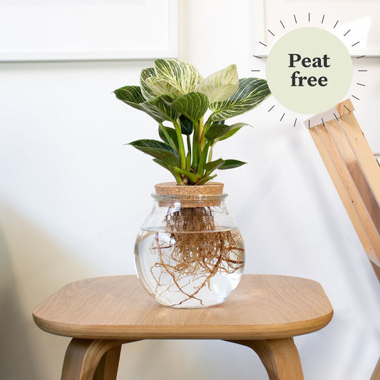 Hydroponic philodendron white wave