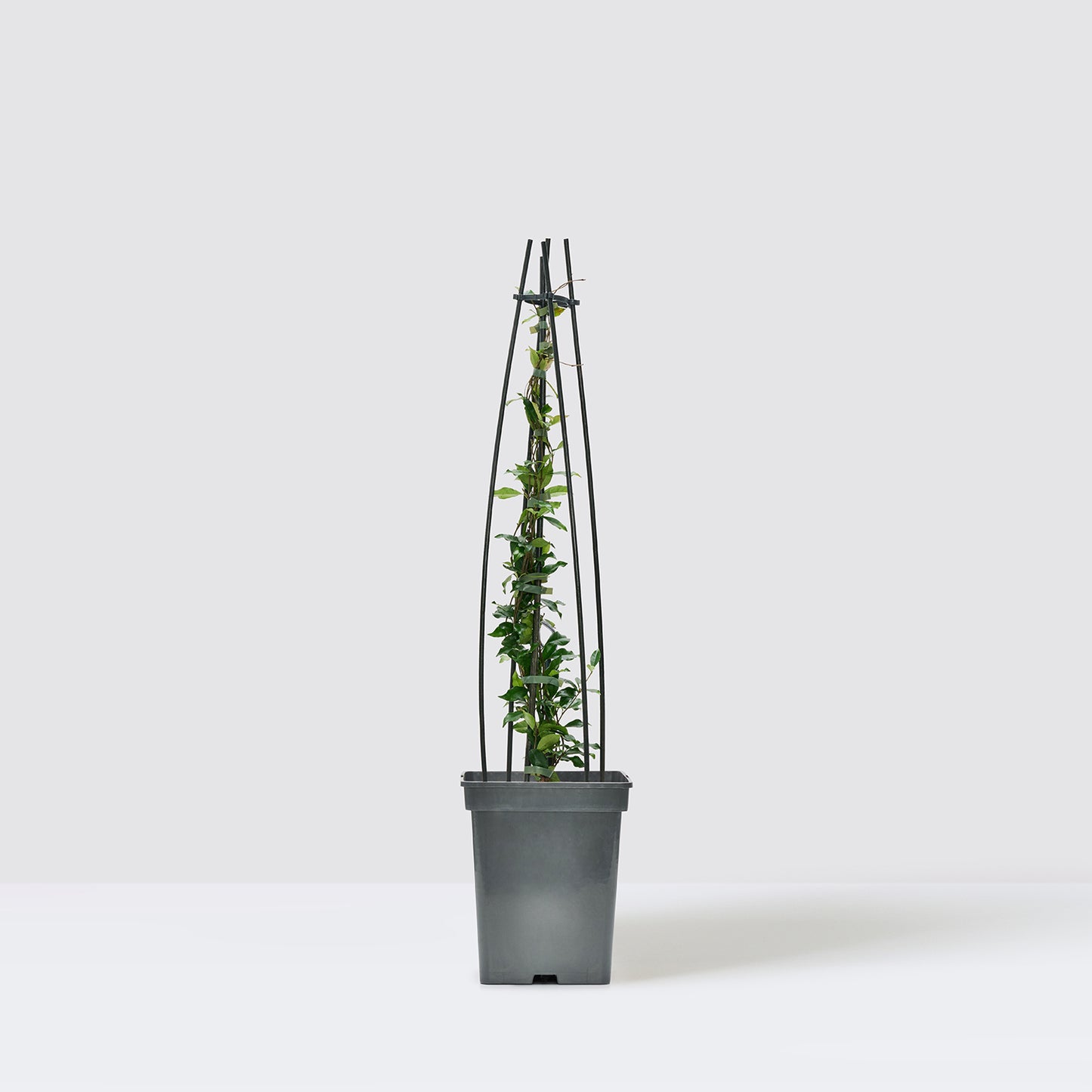 Star Jasmine - pink