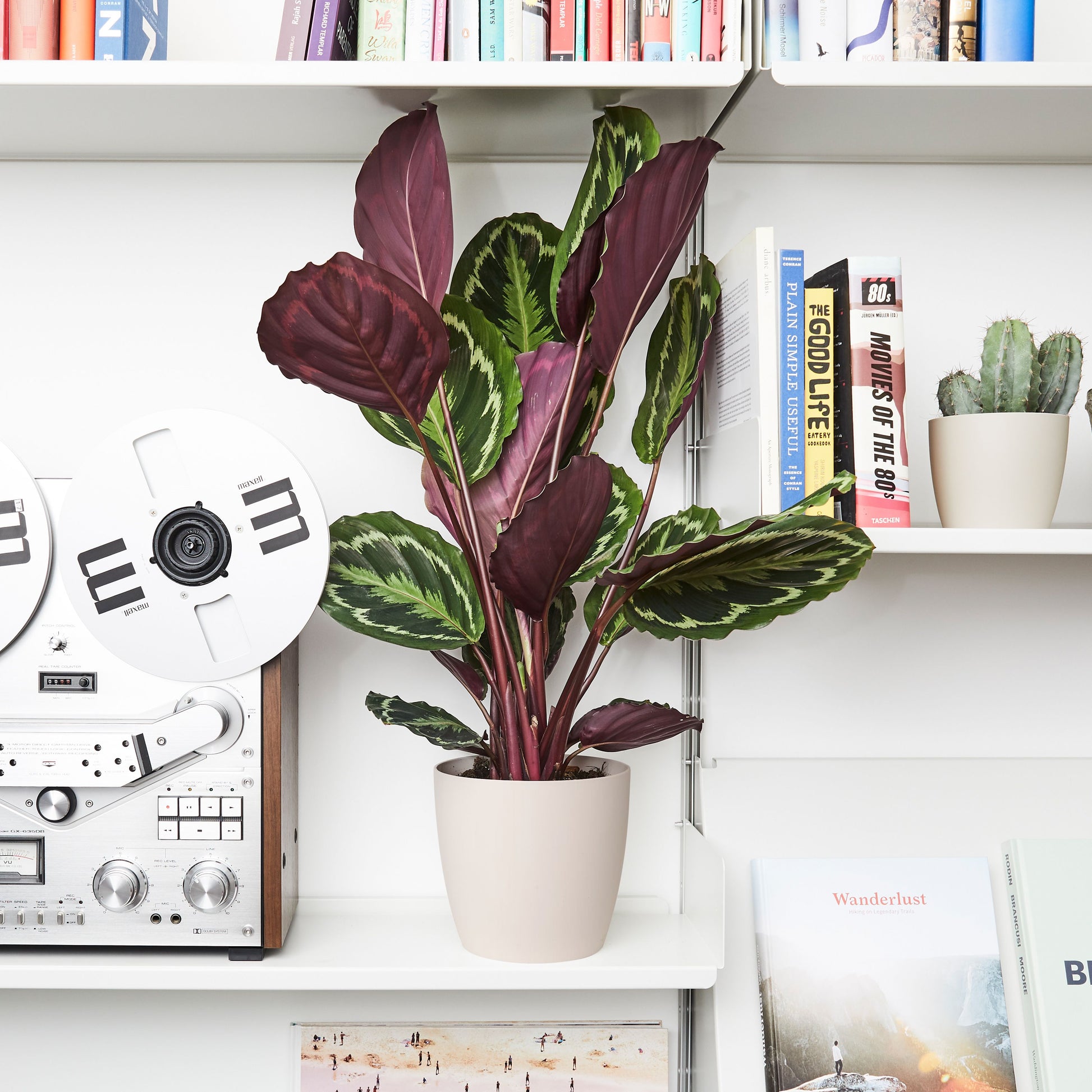 Calathea