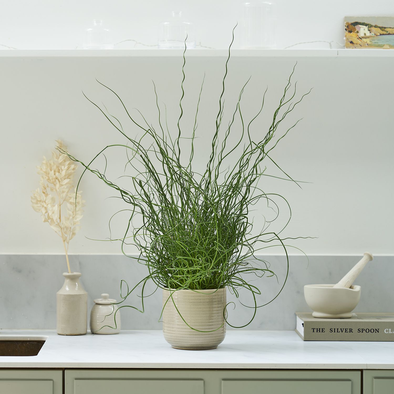 Juncus effusus 'Liebeslocken'