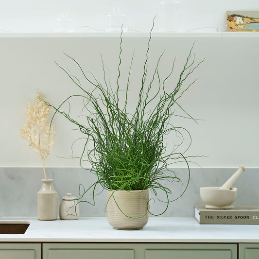 Juncus effusus 'Liebeslocken'