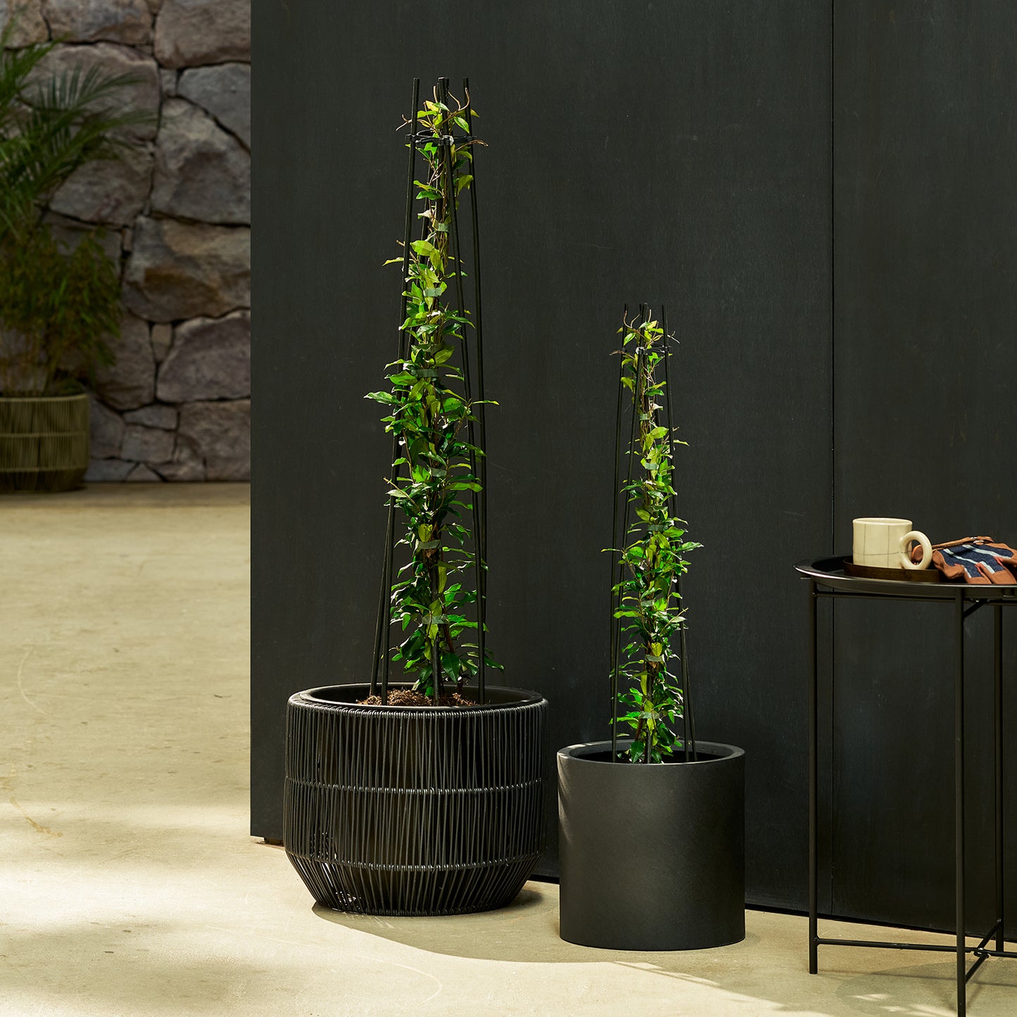 Star Jasmine - pink | Patch Plants