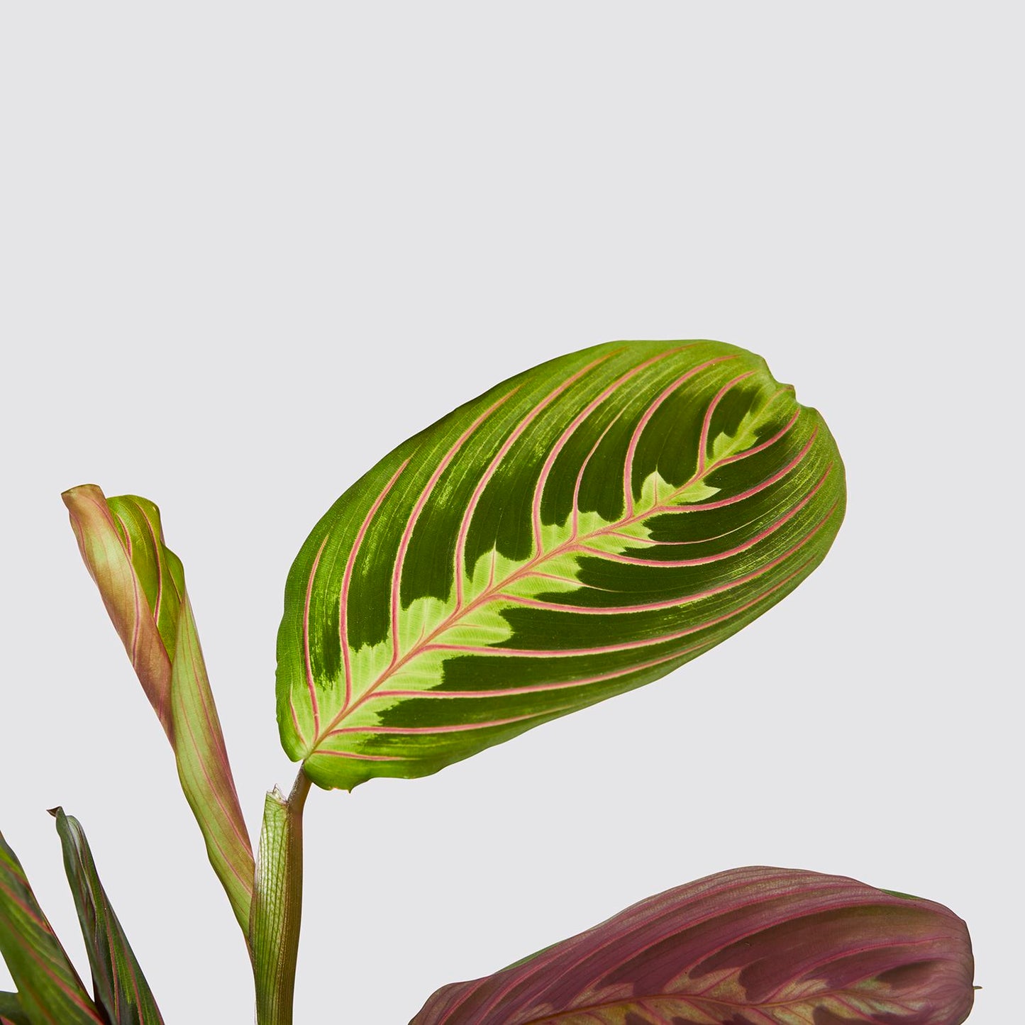 Maranta leuconeura