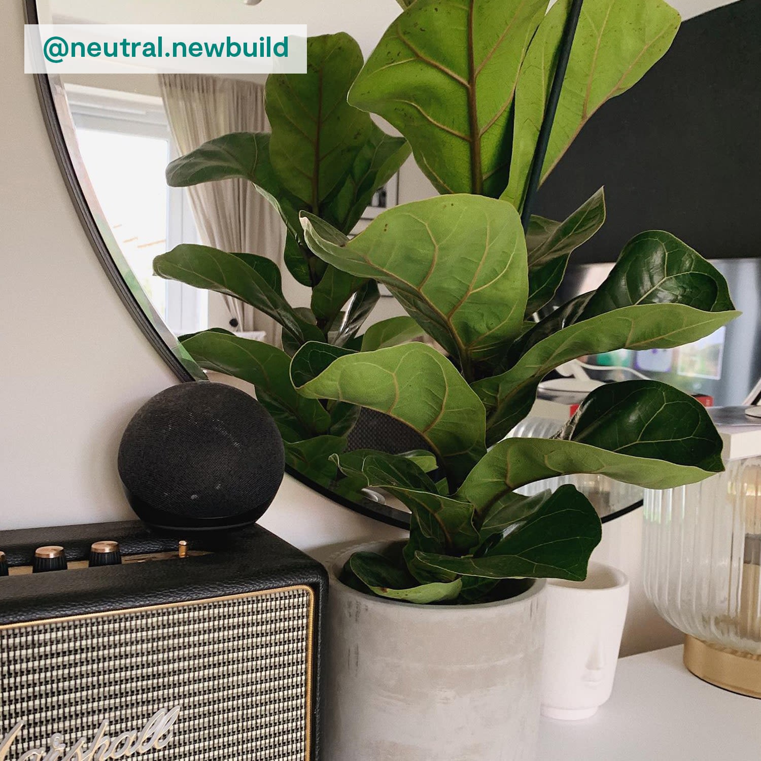 Fiddle-leaf fig