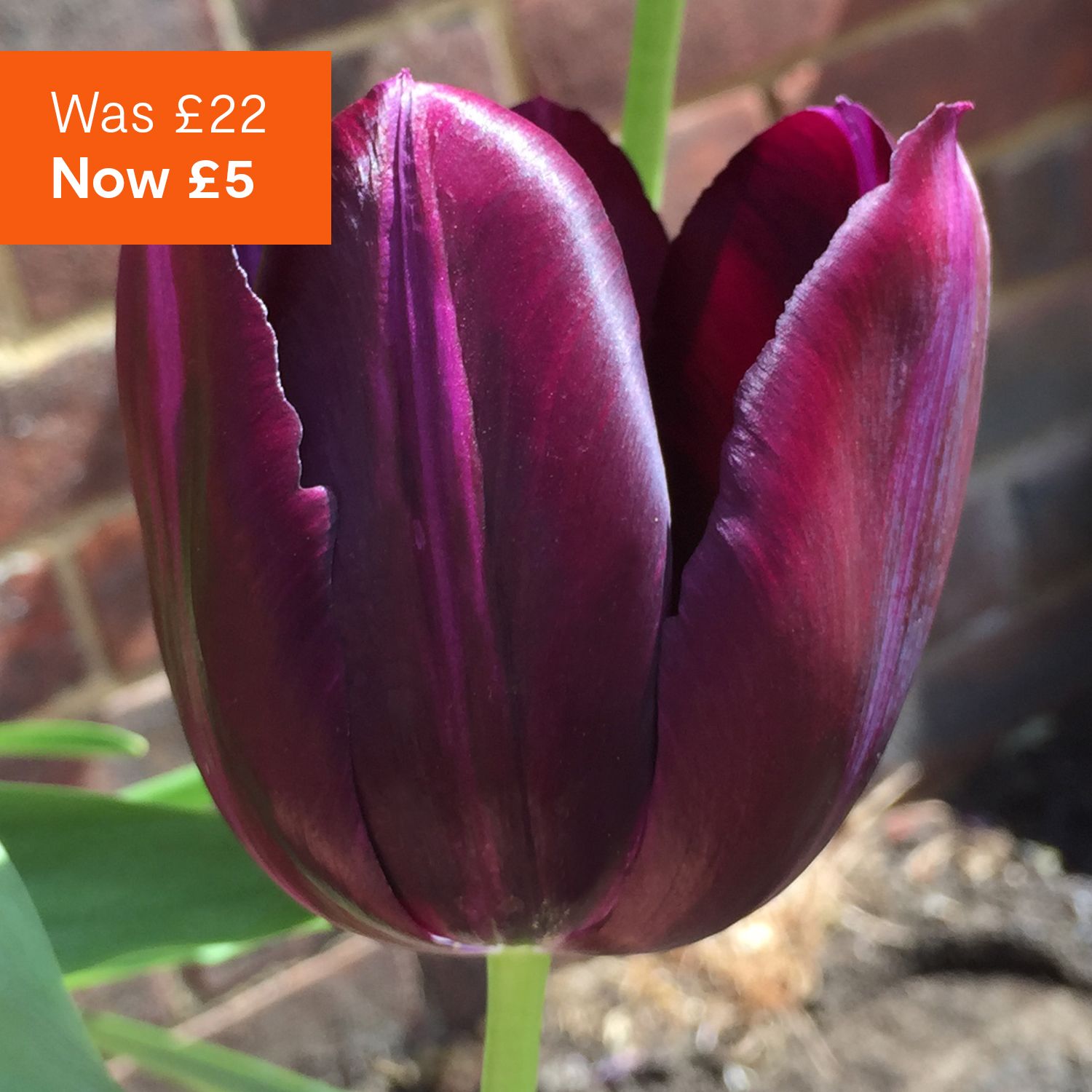 Dark Tulip spring bulbs