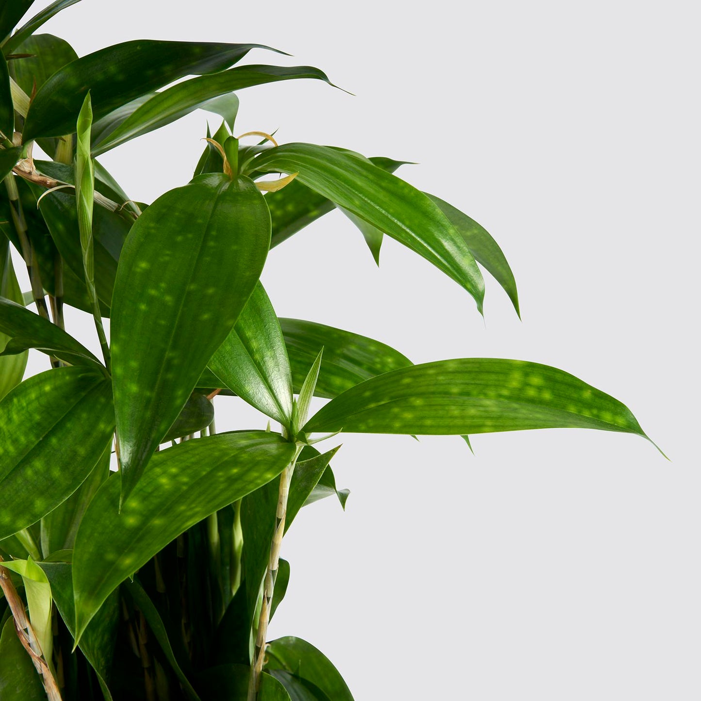 Dracaena surculosa