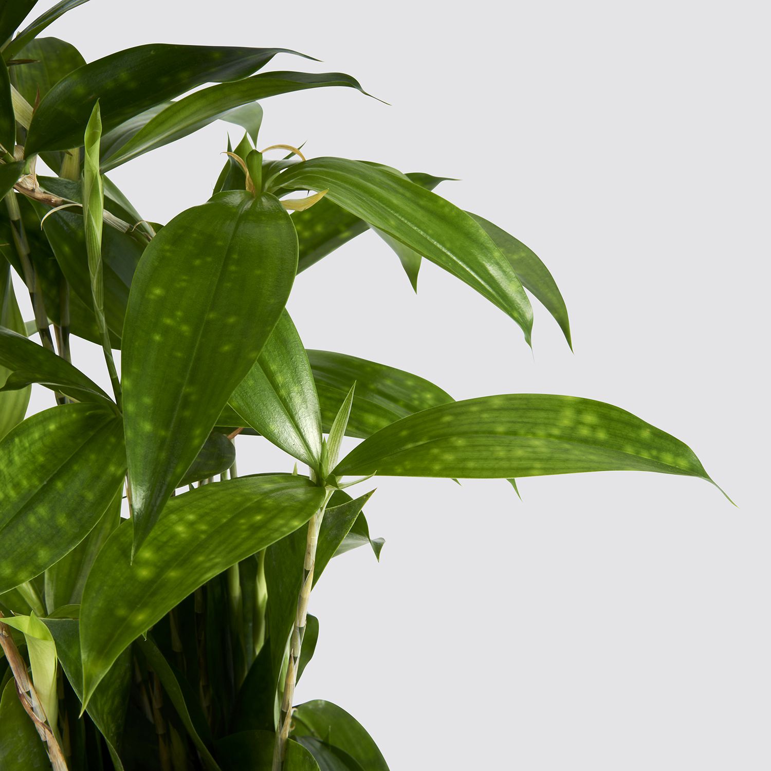 Dracaena surculosa