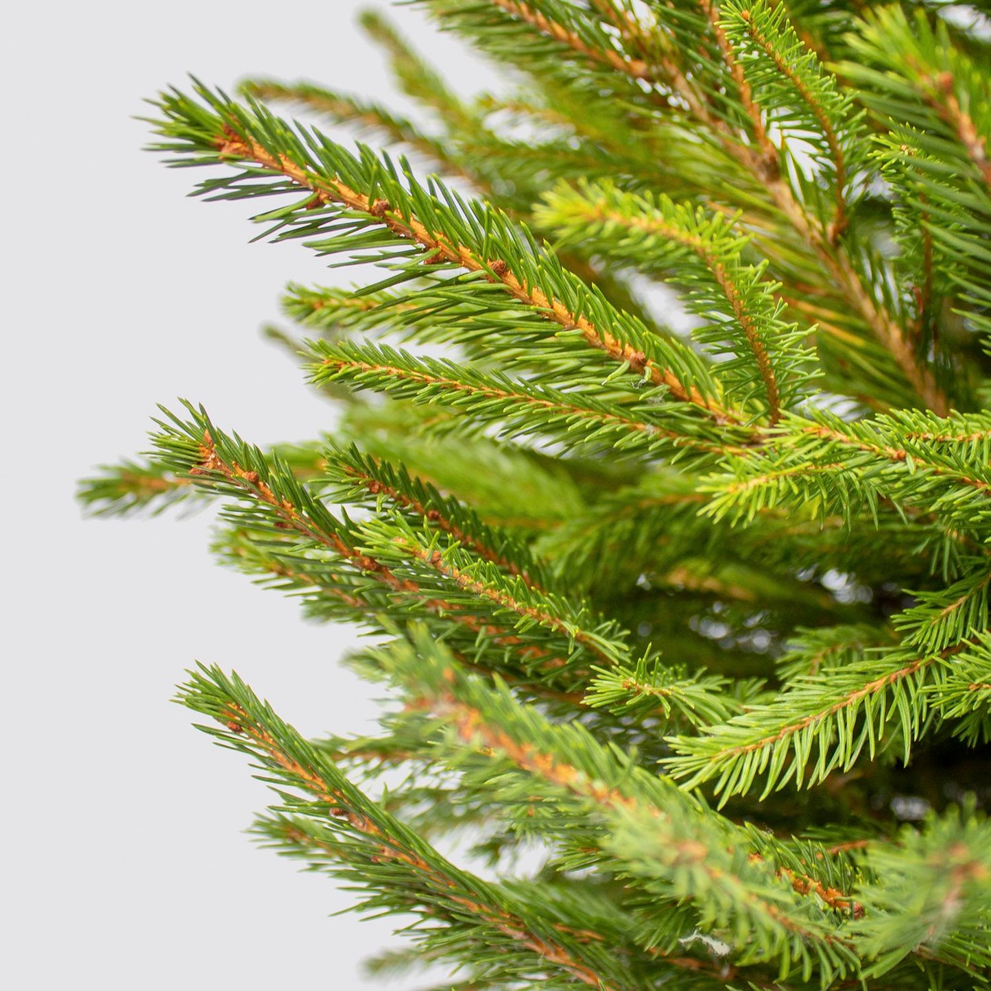 Pot Grown Norway Spruce