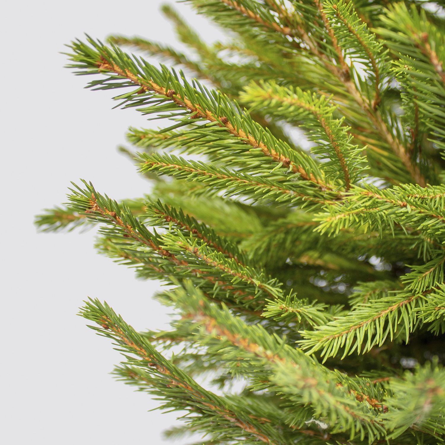 Pot Grown Norway Spruce