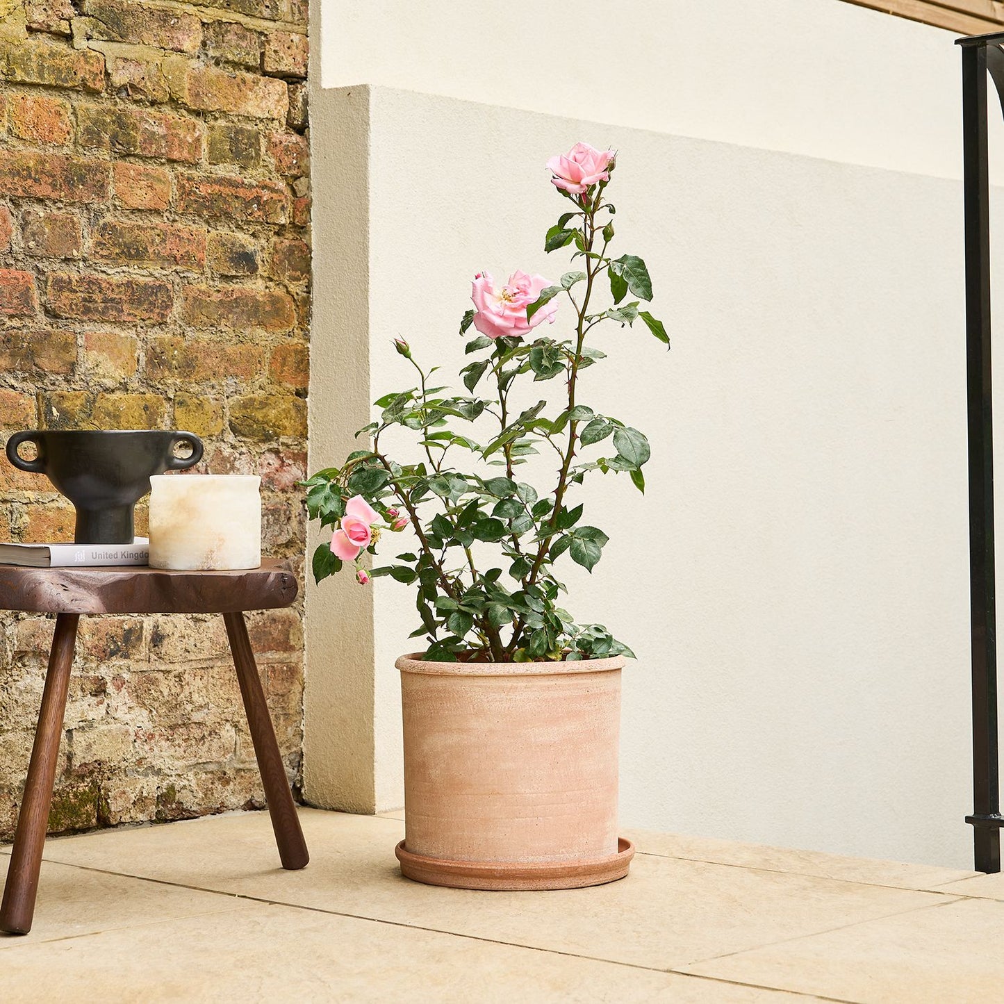 Climbing rose - pink