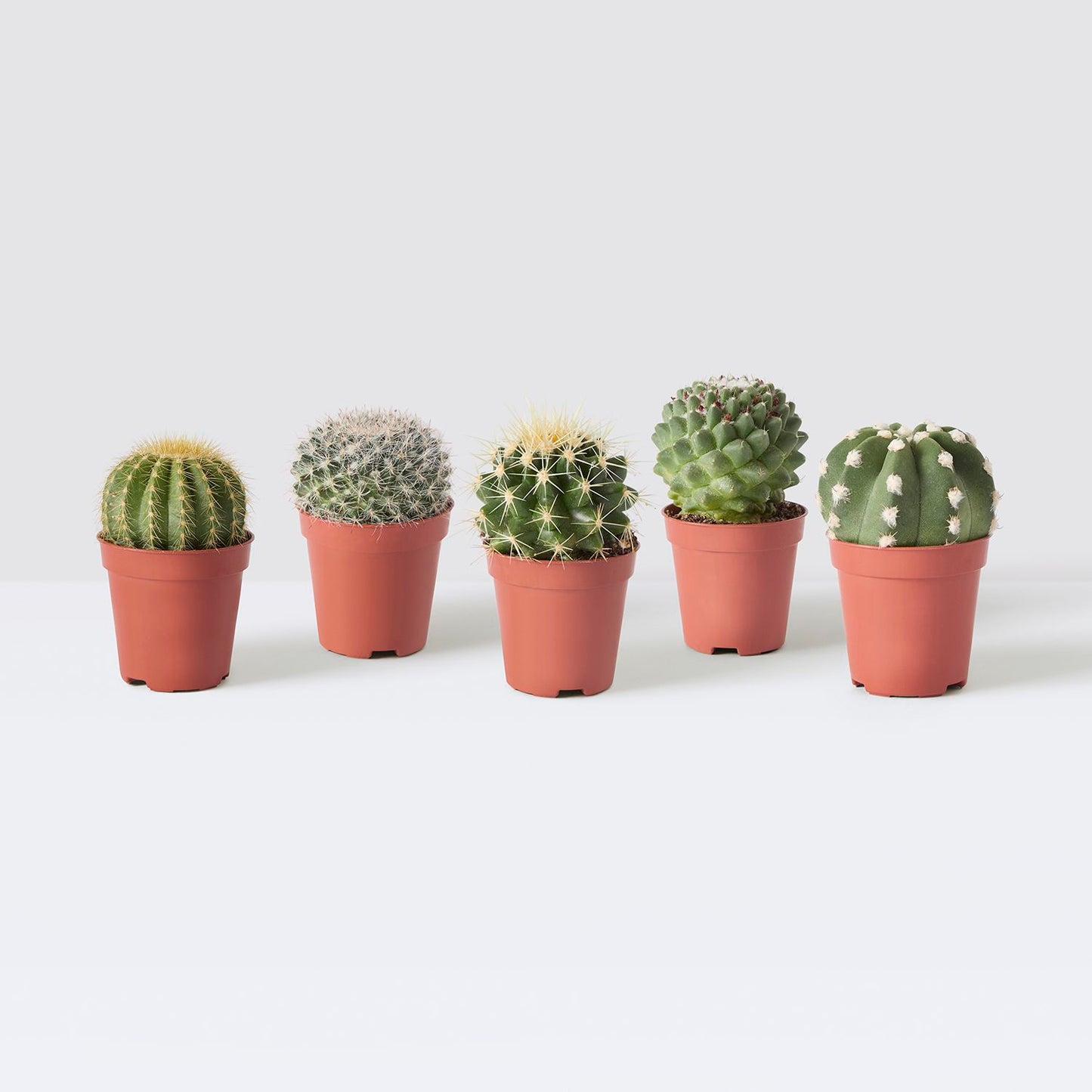 Mini cactus set - ball
