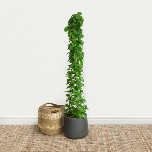 Grape ivy