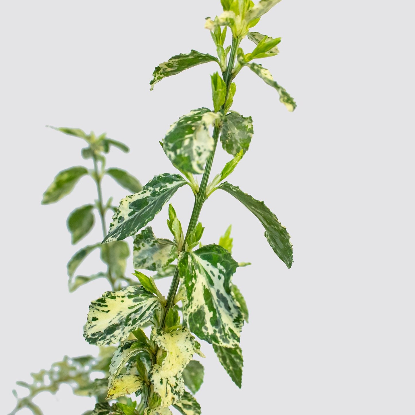Euonymus Fortunei ‘Harlequin’