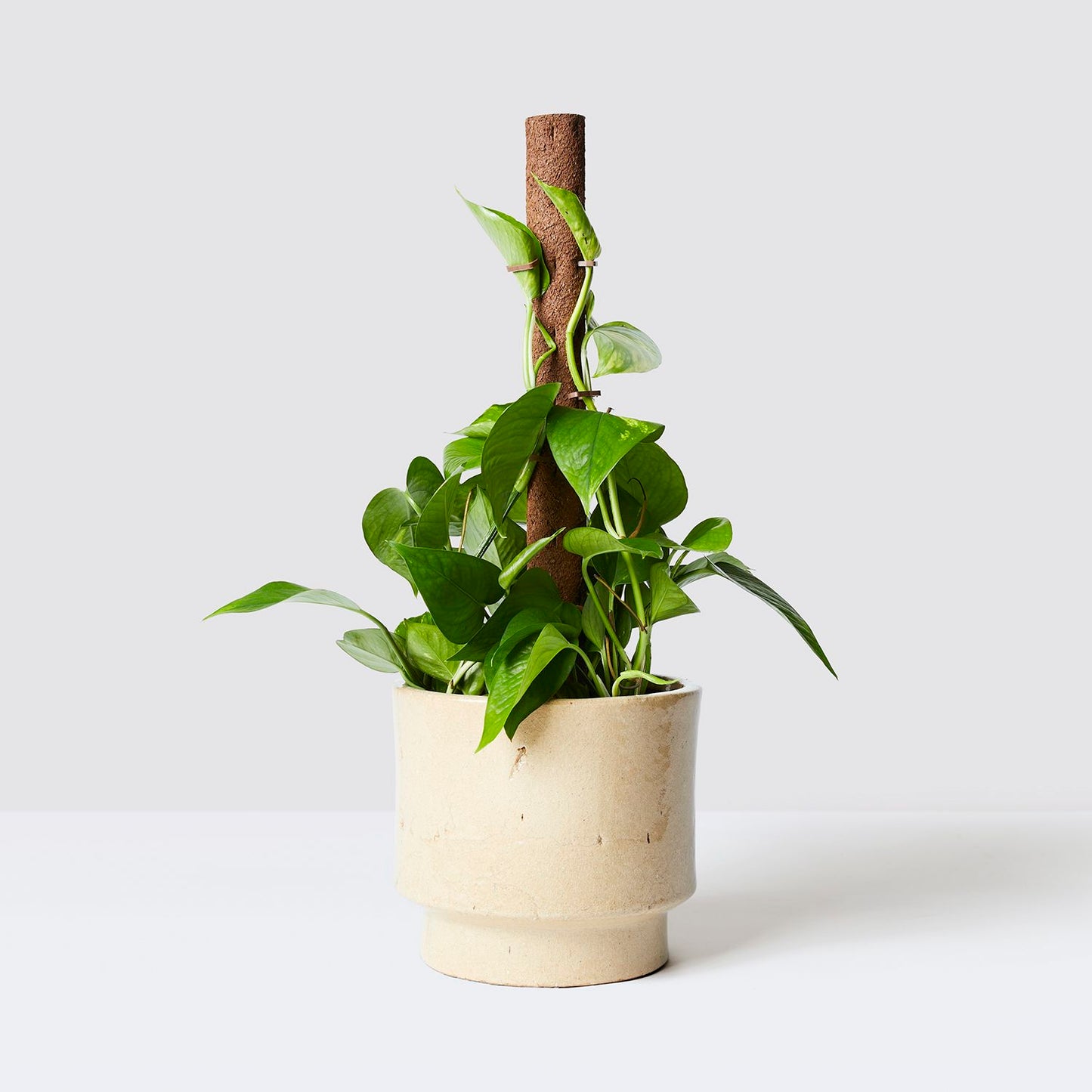 Kratiste grow pole