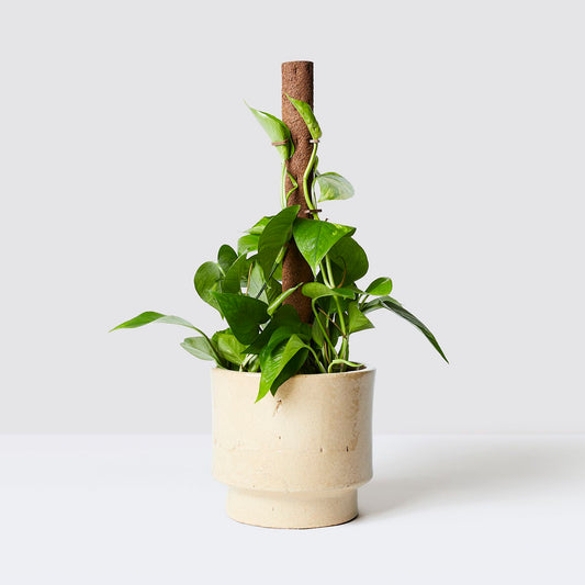 Kratiste grow pole