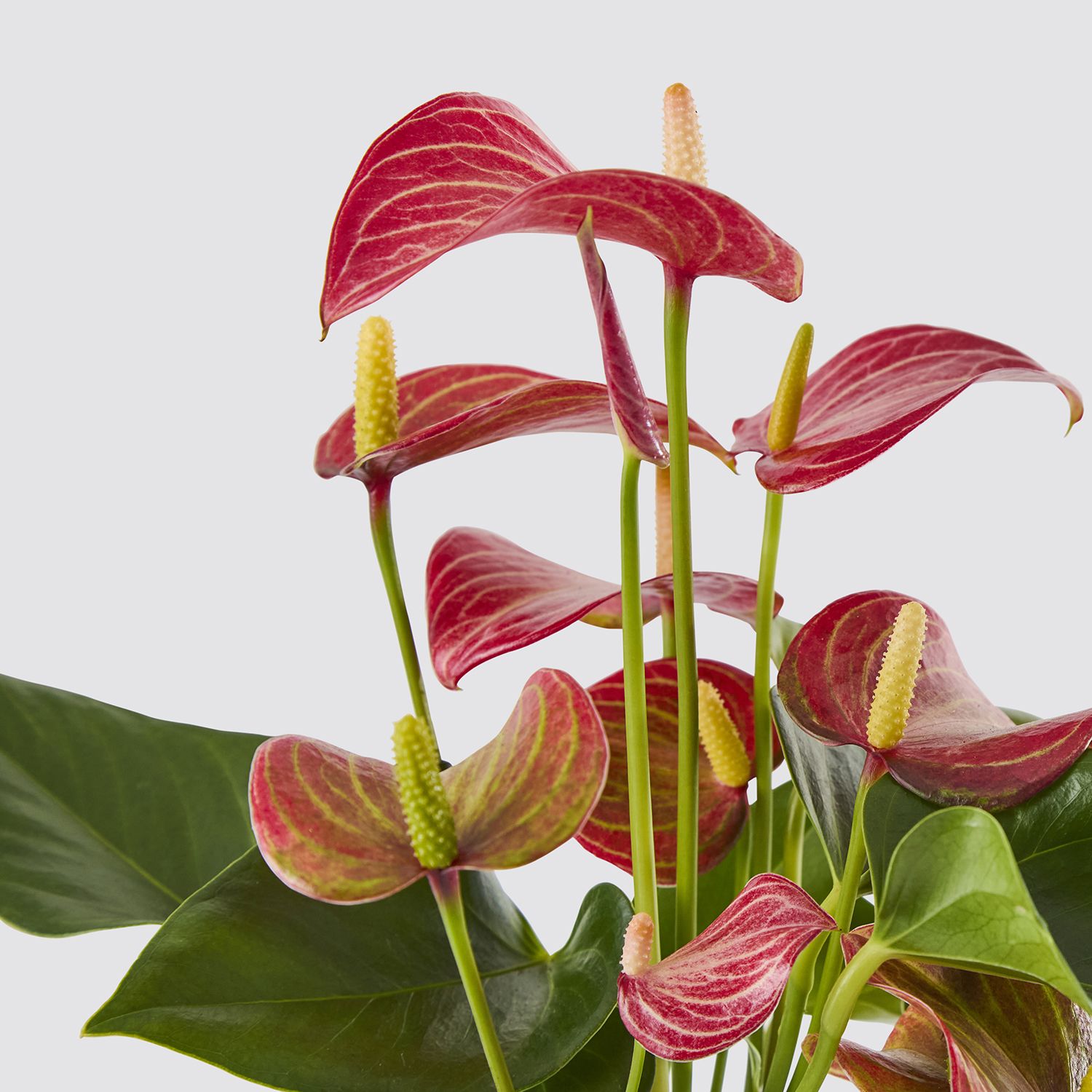 Anthurium 'livium' - red