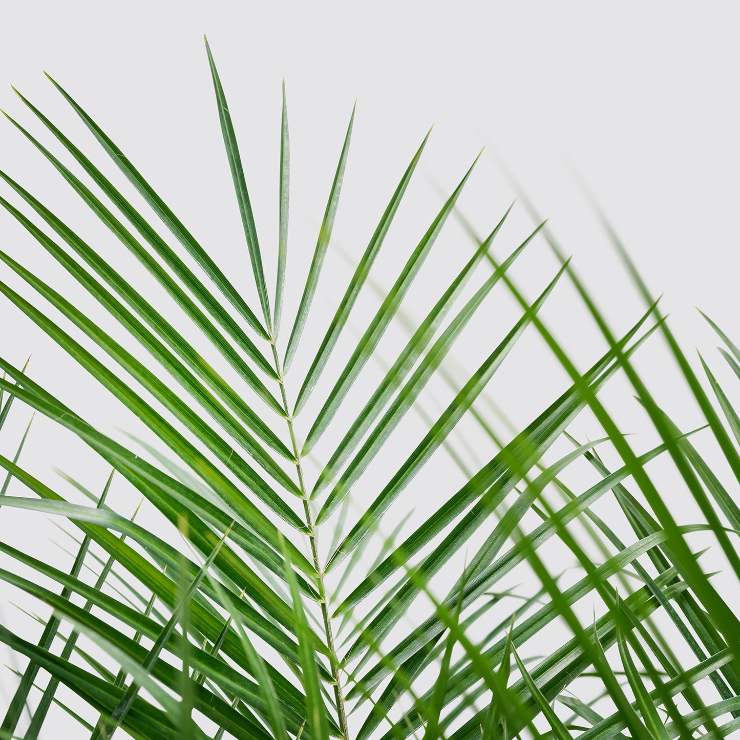 Pygmy Date Palm | Patch Plants