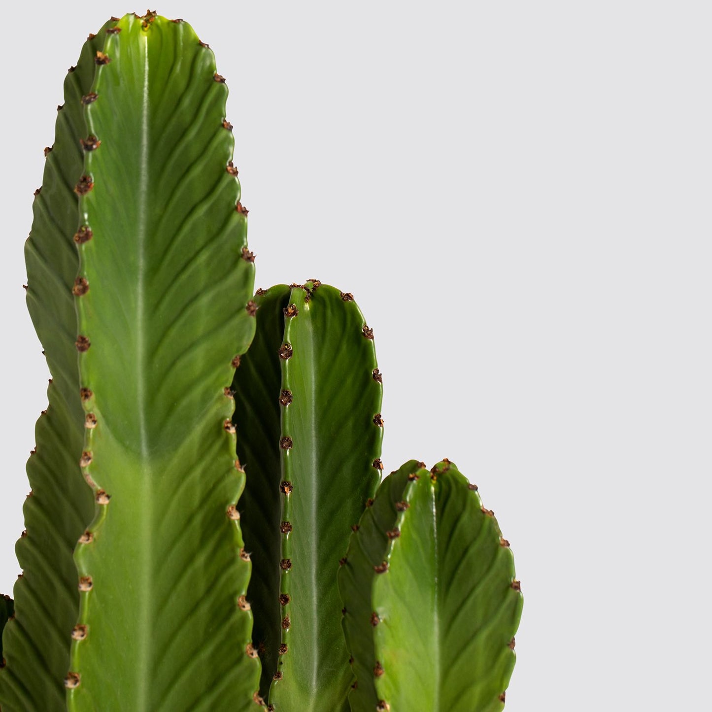 Euphorbia
