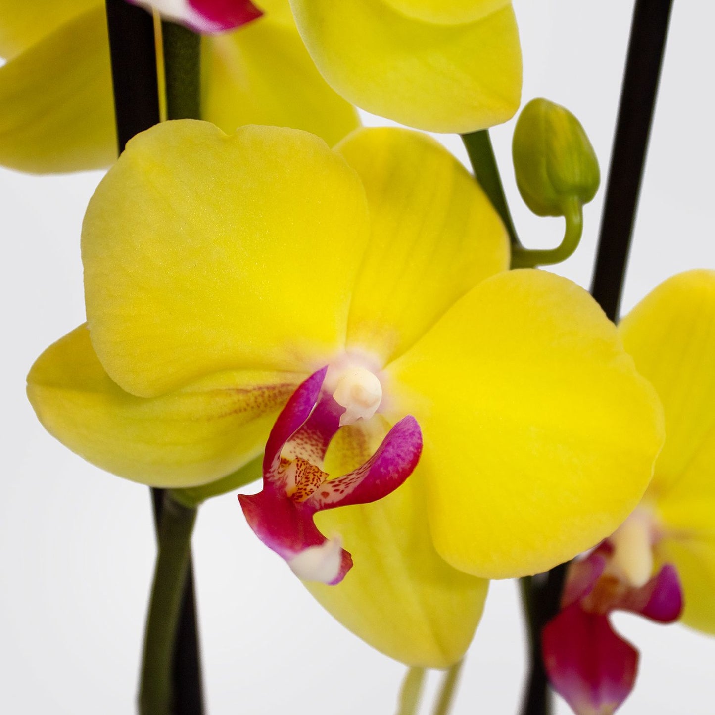 Orchid - yellow