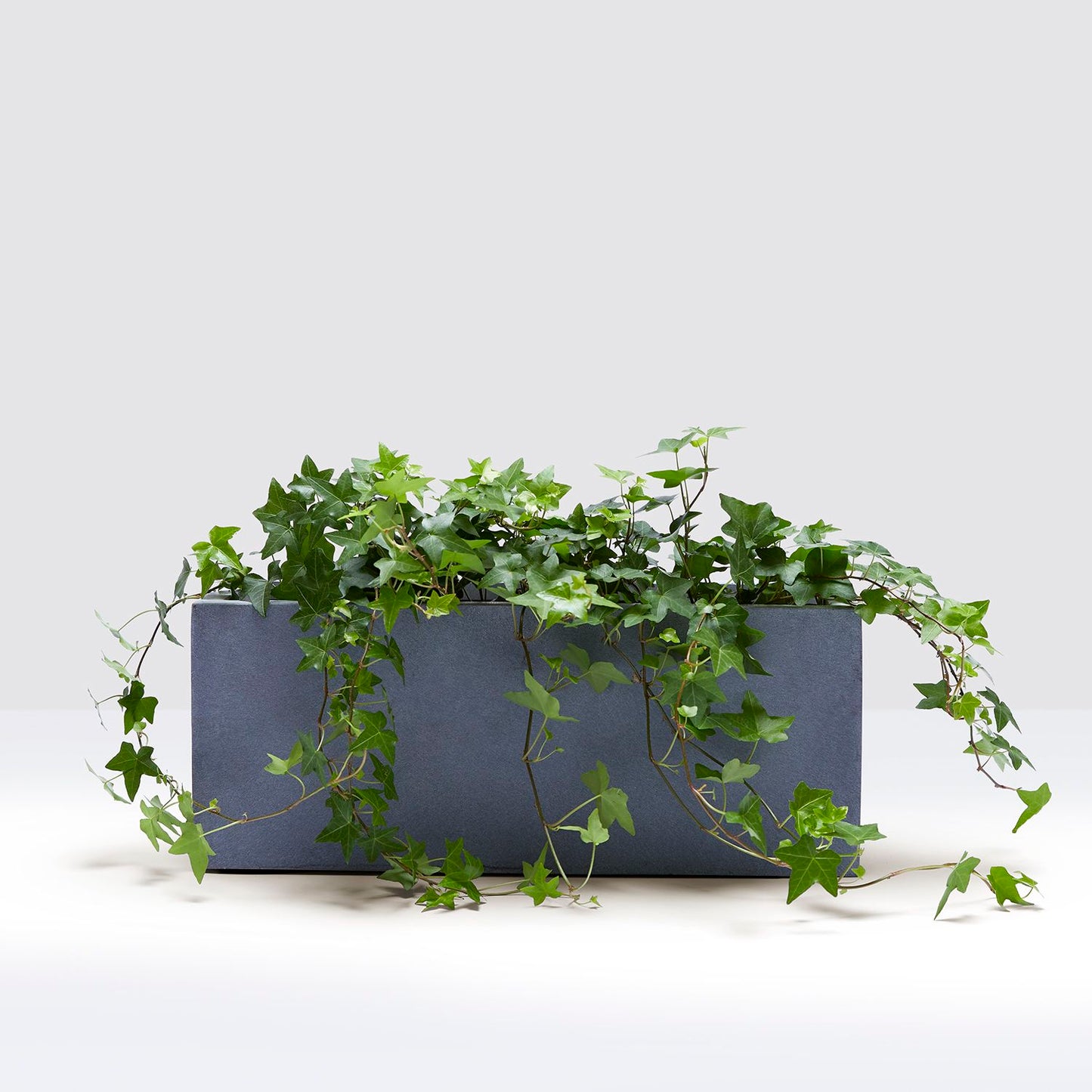 Ivy windowsill set